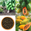 Rare Dwarf Waimanalo Papaya tropical fruit tree seeds plant Red /& Yellow 50+