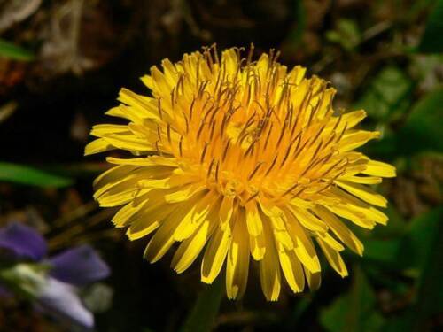 Dandelion Seeds - Taraxacum officinale   bin38