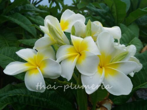PLUMERIA /"HAWAIIAN WHITE/" Fragrant Flower Frangipani plant