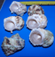 6 Silver mouth TURBO hermit crab shells CRAFTS FISH TANK WEDDING ITEM # 1049-6