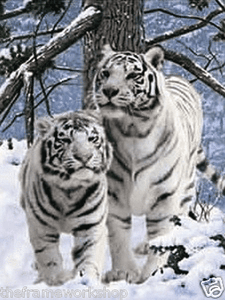 WHITE SNOW TIGERS 3D MOVING PICTURE 300mm X 400mm NEW