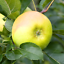 Malus domestica 'Limelight'Eating Apple TreeGarden Fruit Tree4-5ft 