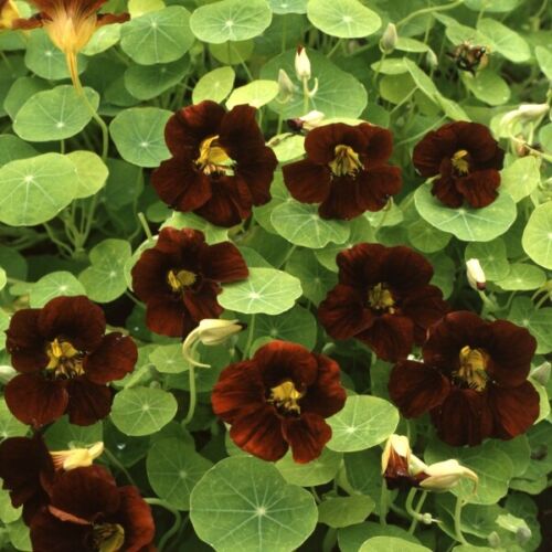 Nasturtium Black Velvet--Cottage Garden Blooms-Pictorial Packet SEEDS 