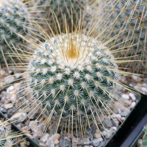 Mammillaria dixanthocentron Cactus Cacti Succulent Real Live Plant