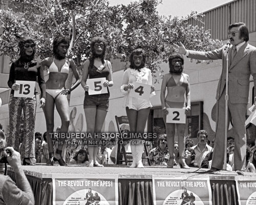 Most Beautiful Ape Beauty Bikini Contest Vintage 1972 8x10 Photo Planet Apes 