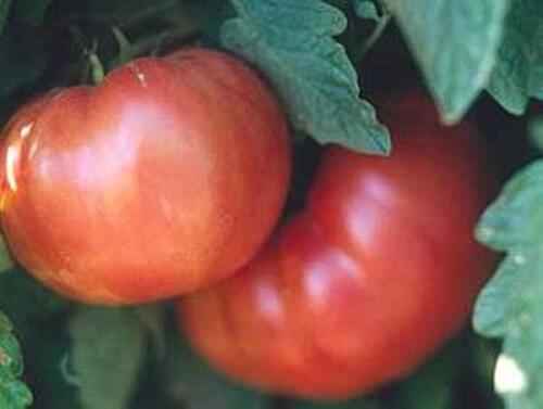 Dutchman Tomato Seed 