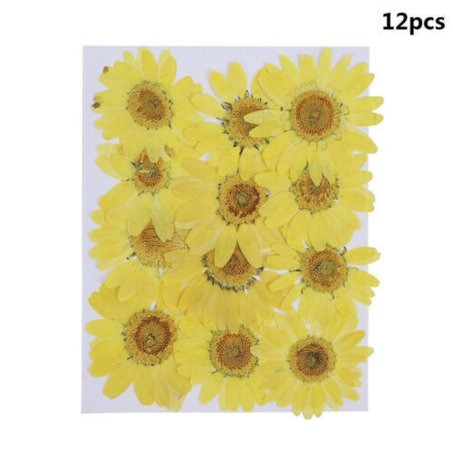 12pcs Pressed Flower Dried Daisy Flowers For Art Crafts Resin DIY Jewelry-Making 