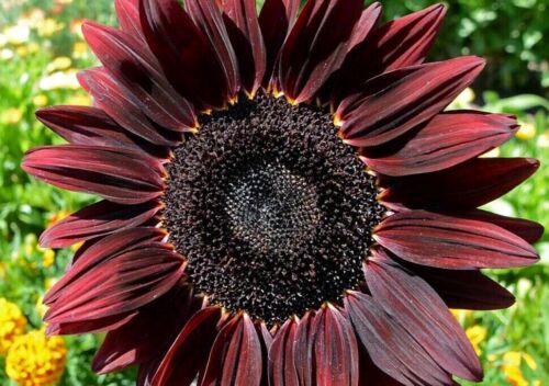 Red Sunflower Seeds Chocolate Cherry Flower Seeds Many Branches & Blooms 50ct 