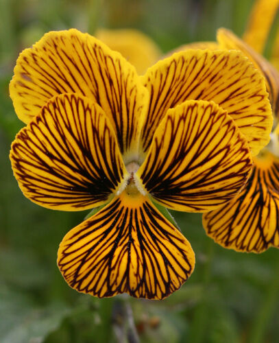 20+  VIOLA TIGER EYE YELLOW FLOWER SEEDS, PANSY, PERENNIAL, NEW IMPROVED, RARE!