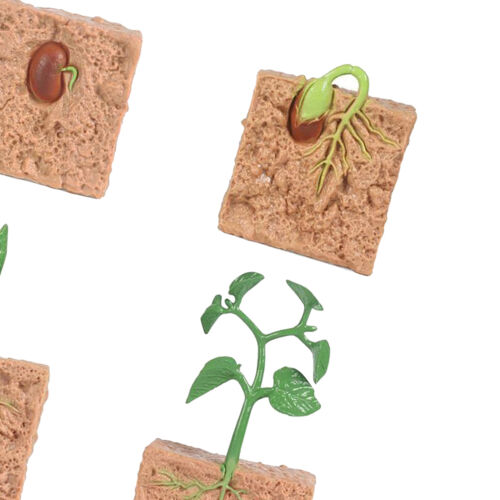 Kinder Pflanzen Sojabohnen Samen Wachstum Lebenszyklus Modell Biologie Spielzeug 