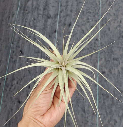 tillandsia airplant air plant Details about   Silver Queen x self 