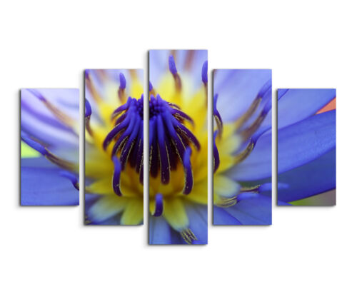 Wandbild Naturfotografie Gelb blaue Lotusblüte auf Leinwand 