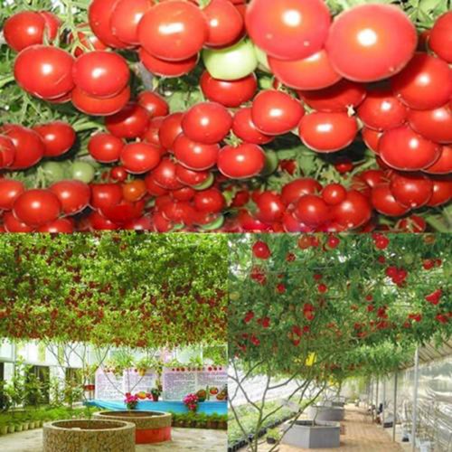 10pcs Seeds Süße Riesige Baumtomate Fruchtgemüsesamen Pro oorr