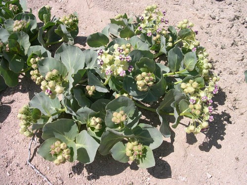 Asclepias cryptocerasDavis Milkweed 5 seeds Extremely Rare FREE SHIPPING