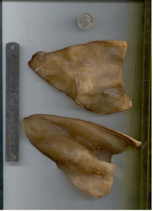 buffalo cow ears- regular weight PETITE pig ears alternative 100 pcs buffalo cow ears- regular weight PETITE pig ears alternative 100 pcs
