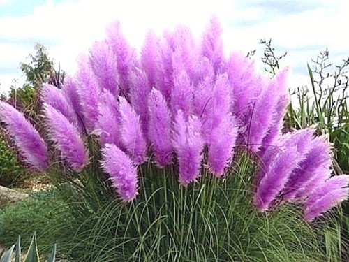 Windschutz schöne Farbgebung ca.50 Samen Lila Pampas Ziergras
