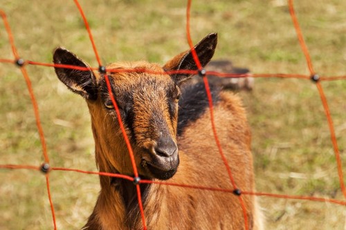 Orange Sheep and Goat Netting 10//42//8.5 42/"H x 164/'L Double Spike