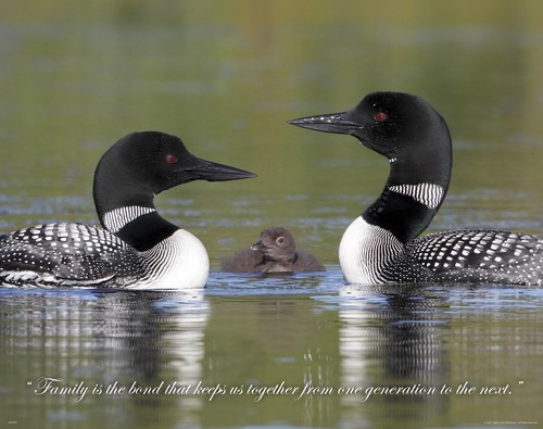 Common Loon Motivational Poster Art Print Cabin Wildlife Decor Photograph MVP521