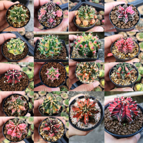 80 Seeds of Gymnocalycium variegated cactus MIX!