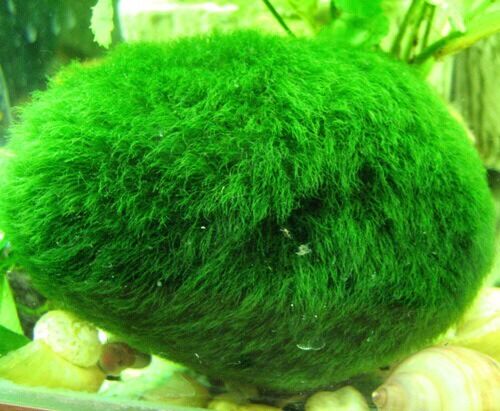 Marimo Moss Balls 6 Balls 4cm Live Plant Aquarium Tank In USA