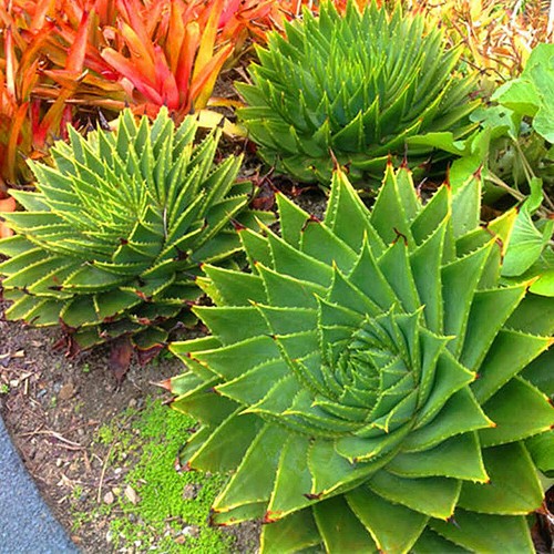 50 Seeds Aloe Vera Seeds Succulent Herb Plant Seed Home Garden Bonsai Pot Decor