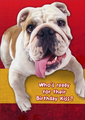 Bulldog Ready for Birthday Kiss Funny Humorous Dog Birthday Card