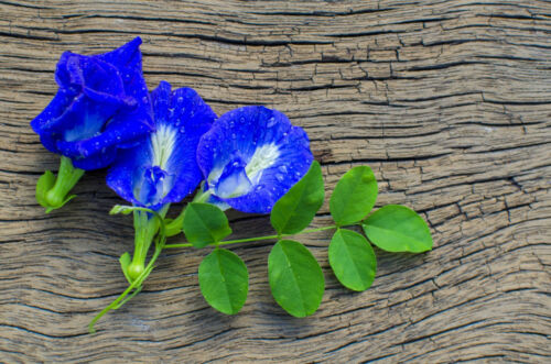 Blue Butterfly Pea 25 Seeds Clitoria ternatea