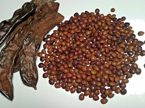 DELICIOUS CAROB TREE SEEDS UP TO 200 PCS خروب مصري FRESH V