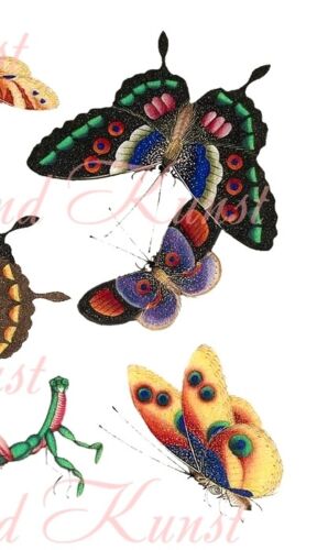 Butterflies a Waterproof Decal möbeldecal Shabby Chic Furniture Tattoo A4