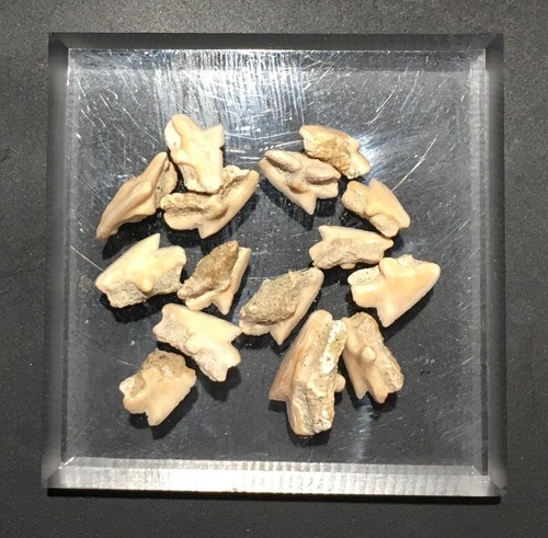 Squalus Occidentalis Teeth from Ernst Quarry: Bakersfield Ca. Dog Fish Shark