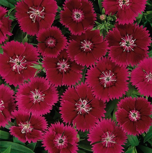 Fleur-Dianthus-Festival violet F1-100 graines enrobées-Large Pack