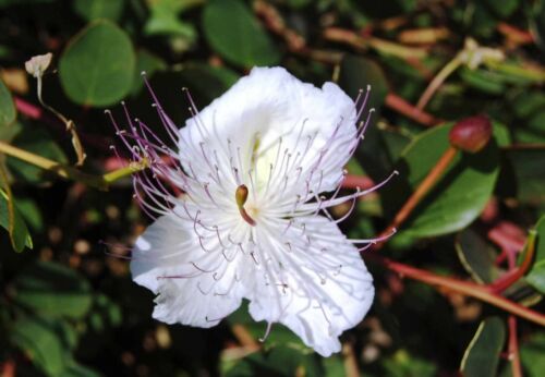 Capparis spinosaSpineless Caper BushFlinders Rose50/_Seeds