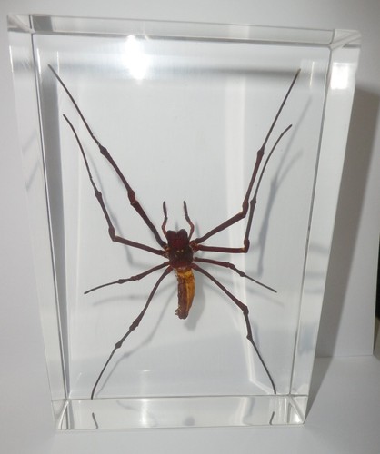Large Giant Wood Spider Nephila maculata Clear Block Education Insect Specimen