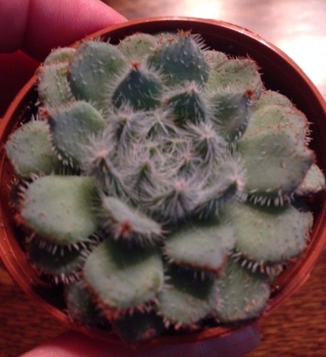 ECHEVERIA SETOSA V 2/" SUCCULENT POT DEMINUTA