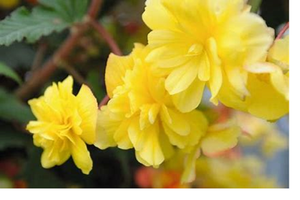 15 x Bégonia Illumination double mixte PLUG plantes nouvelle saison envoi gratuit
