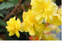 15 x Bégonia Illumination double mixte PLUG plantes nouvelle saison envoi gratuit