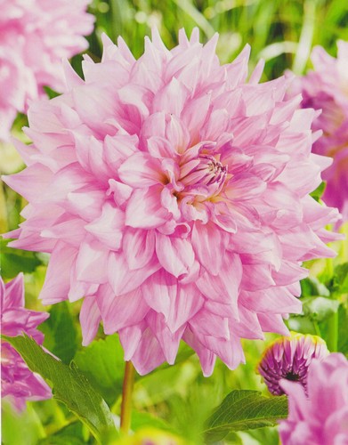 1 oder 3 Schmuck Dahlien Großblütig Almand´s Joy Knolle Blumenzwiebeln Dahlie