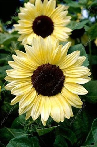 40 pcs//bag sunflower sunflower seeds for planting,bonsai flower seeds,10 colours