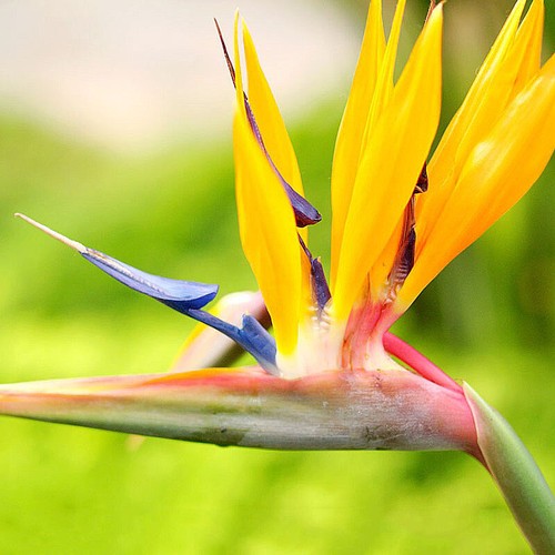 10pcs Strelitzia reginae Paradiesvogelblume Strelitzie Blume Pflanze Samen