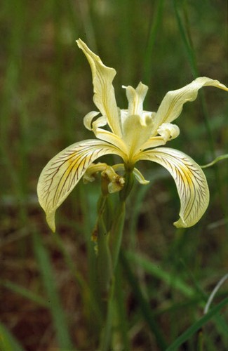 Details about / Iris bracteata Siskiyou Iris 8 seeds