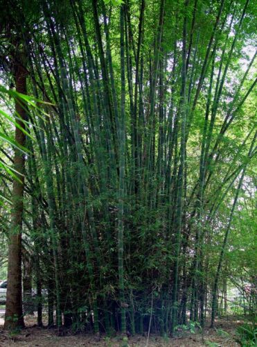 10 Seeds Dendrocalamus membranaceus Bambu Giant Bambu 
