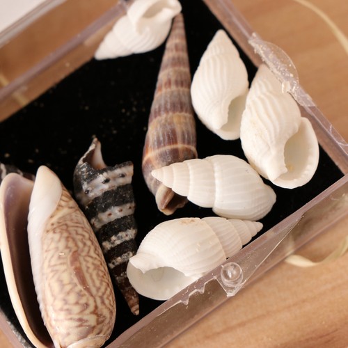 Natural Sea Shells Fossils Collection Biology Specimens Science Kit Ornament