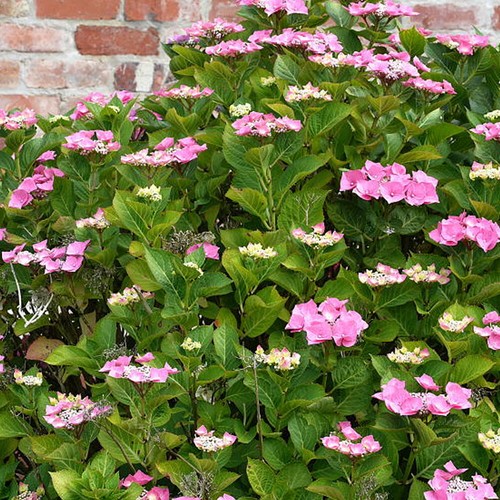 3 X HYDRANGEA MACROPHYLLA /'TELLER PINK/' DECIDUOUS SHRUB HARDY PLANT IN POT
