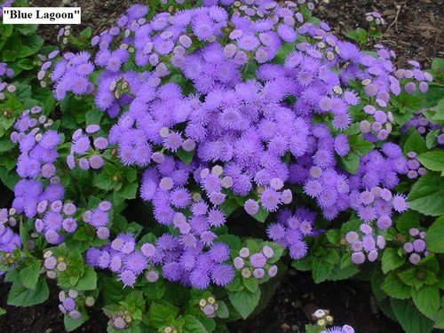 Pink Blue Flower seeds Ageratum White Mix Flossflower Red Annual.