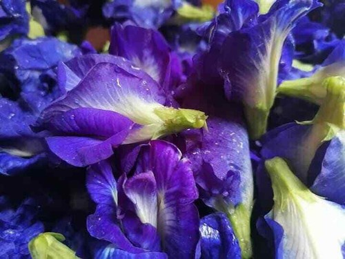 25 Clitoria ternatea BUTTERFLY PEA SEEDS Fast Blue Flowering Climbing Vine