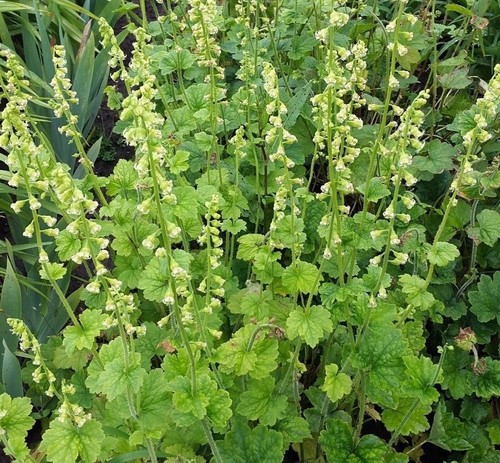 Tellima gialla grande-fringecup x 50 semi-Cottage Garden ombra perenne