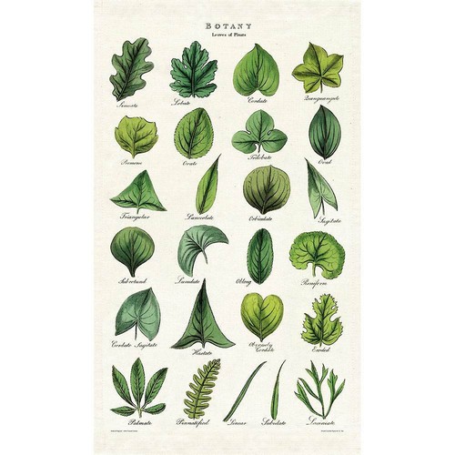 Botany Leaves Vintage Towel Cavallini /& Co Cotton Tea Towel