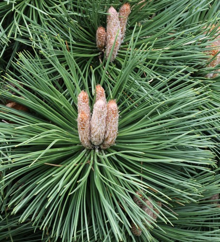 Japanische Schwarz-Kiefer Thunderhead 30-40cm Pinus thunbergii