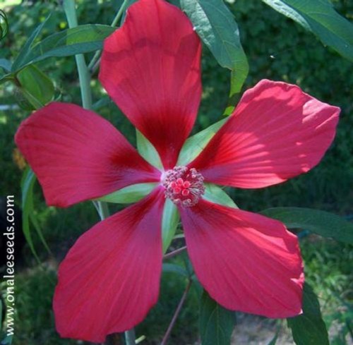15+ Texas Star Red Hibiscus Seeds USA! Bog or Garden Plant Hibiscus coccineus