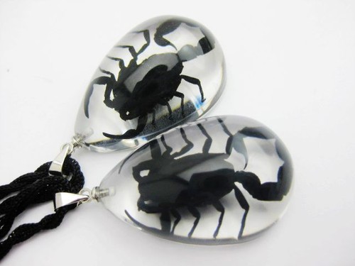 12 pcs NEW REAL BLACK SCORPION ICE DROP TAXIDERMY LOVER PENDANT